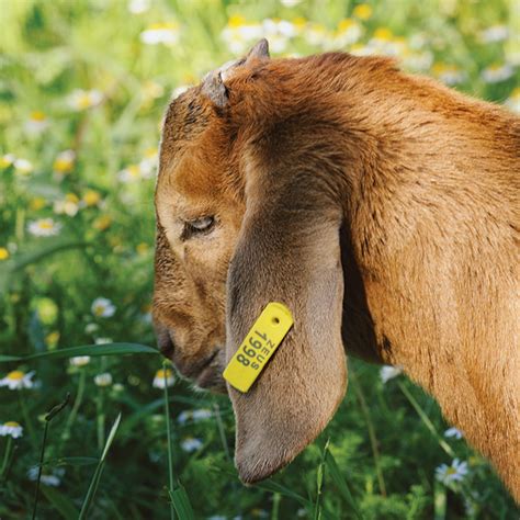 free USDA scrapie tags